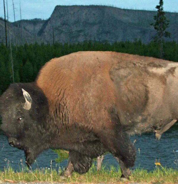 états 060801 124 YELLOWSTONE